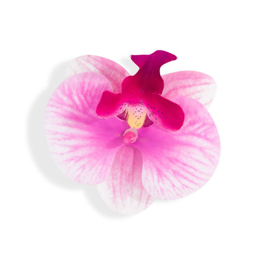 Orchid Flower Pink